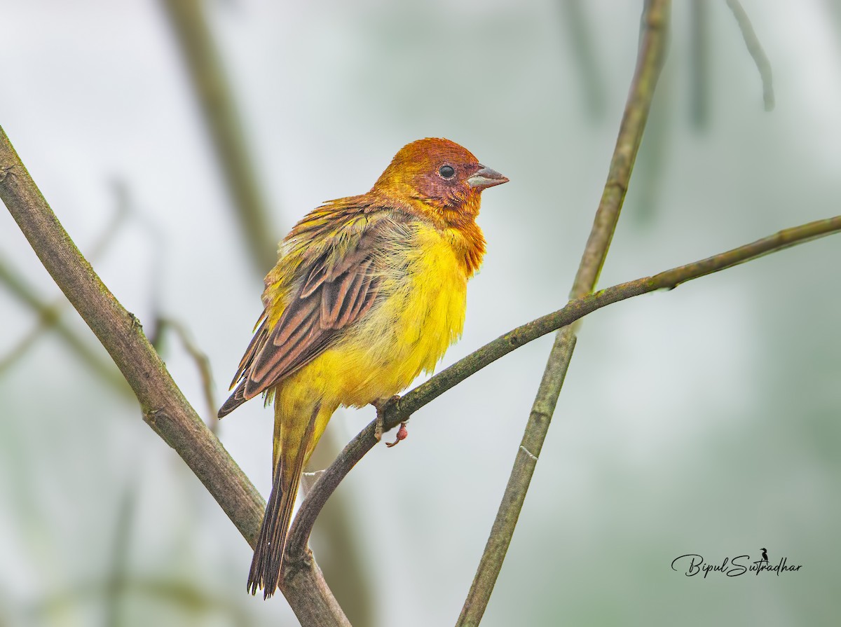 Red-headed Bunting - ML614045543