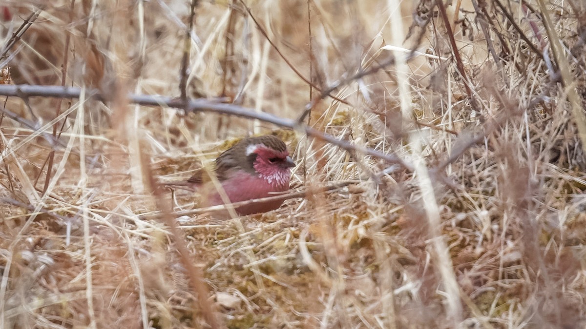 Chinese White-browed Rosefinch - Mengshuai Ge
