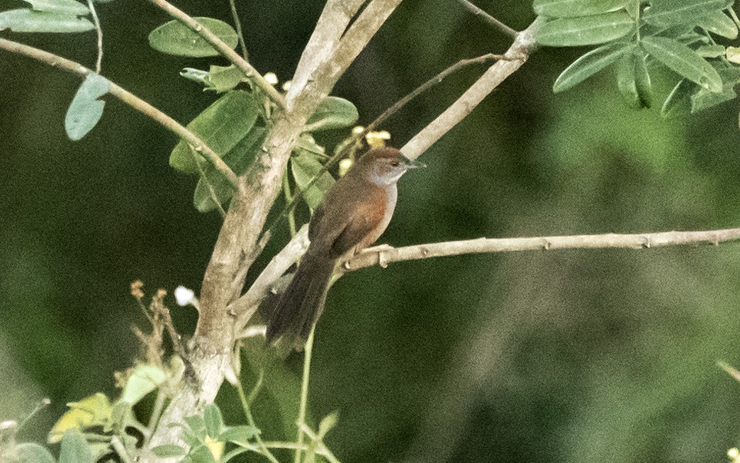 Cinereous-breasted Spinetail - ML614045697