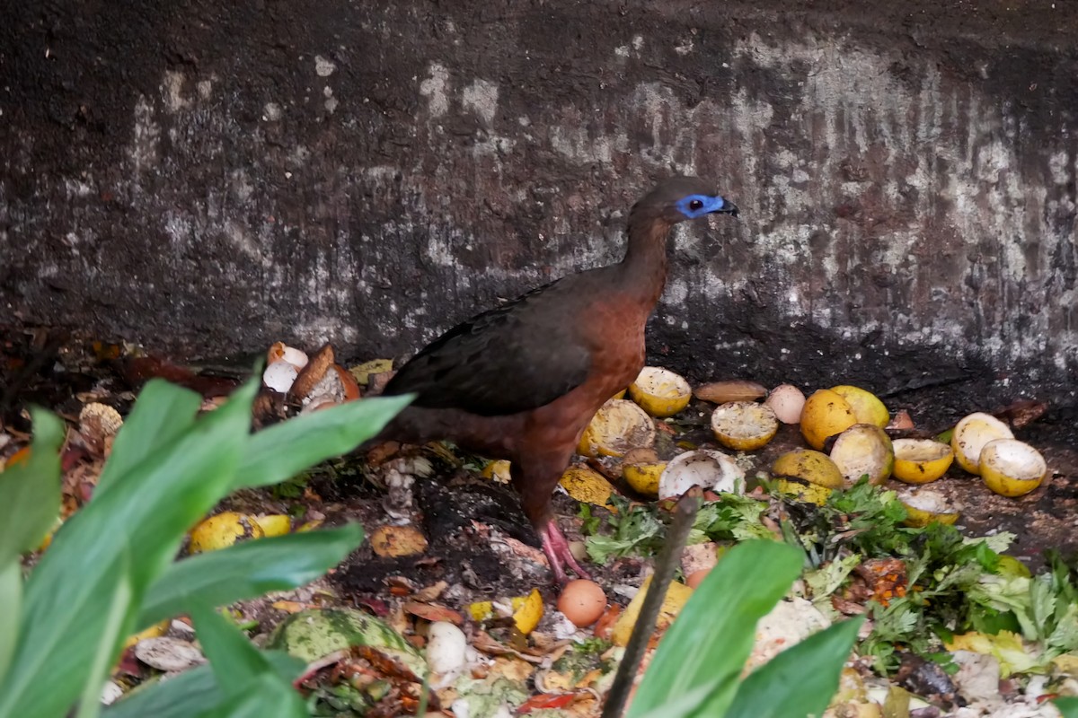 Sickle-winged Guan - ML614045793
