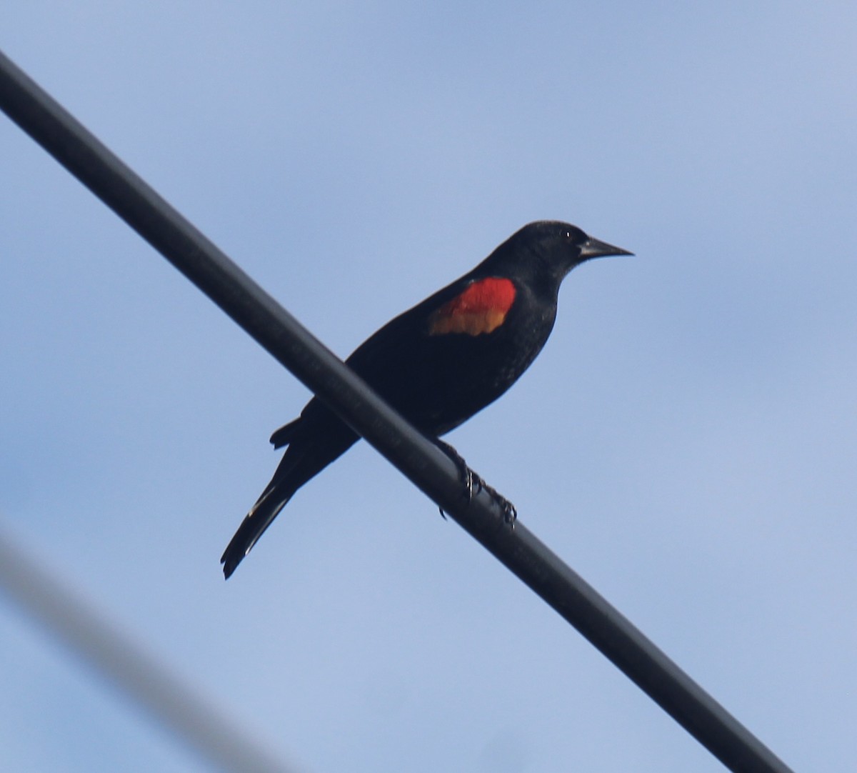 EBird Checklist 27 Jan 2024 Pinellas Trail South Of SR 54 39   1200