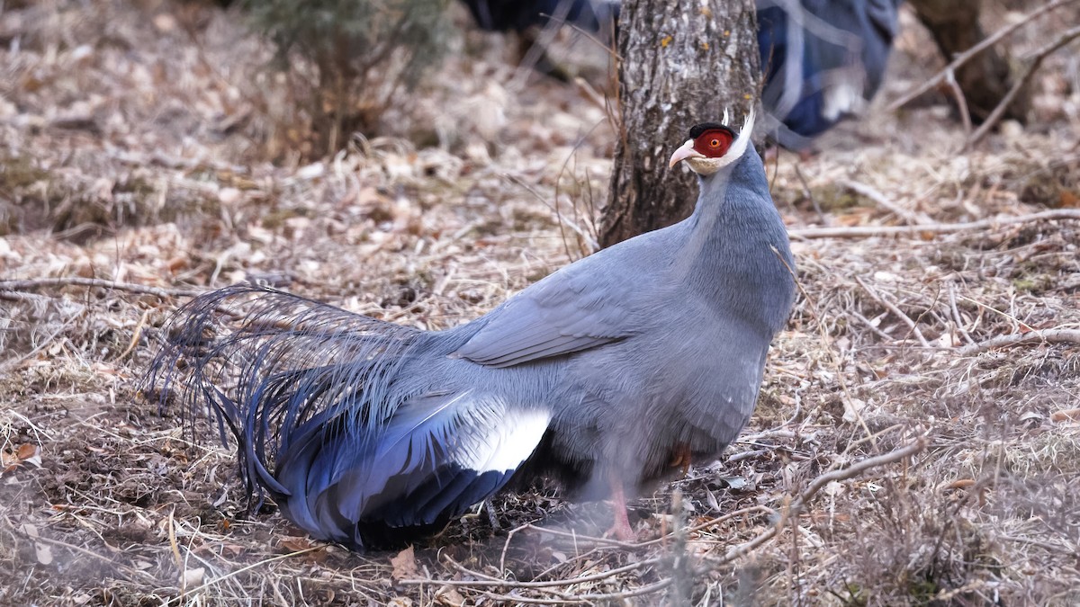 Blue Eared-Pheasant - Mengshuai Ge