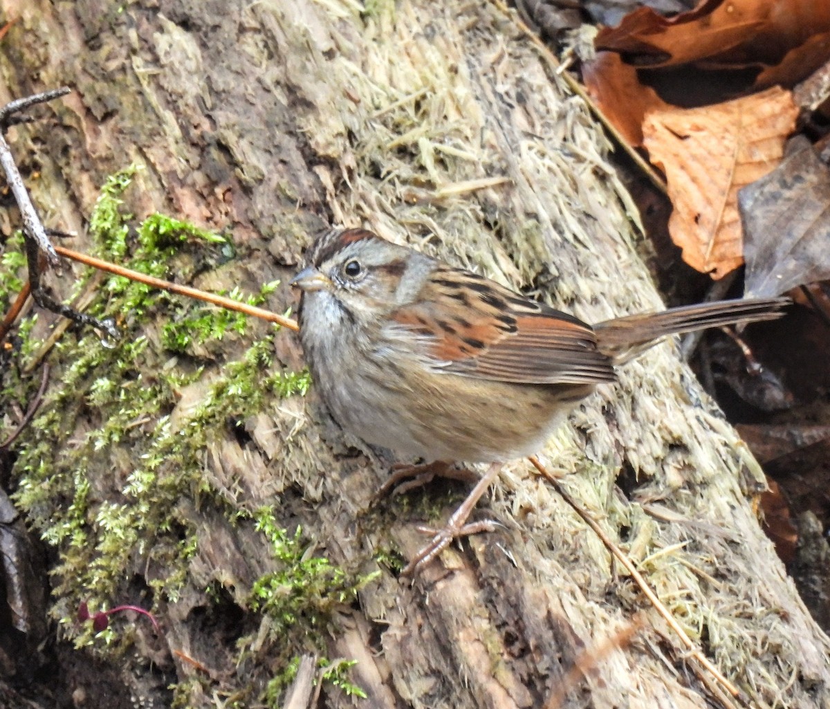 Swamp Sparrow - Maggie Griffith