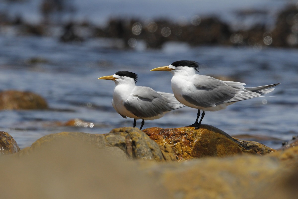 Great Crested Tern - ML614046159