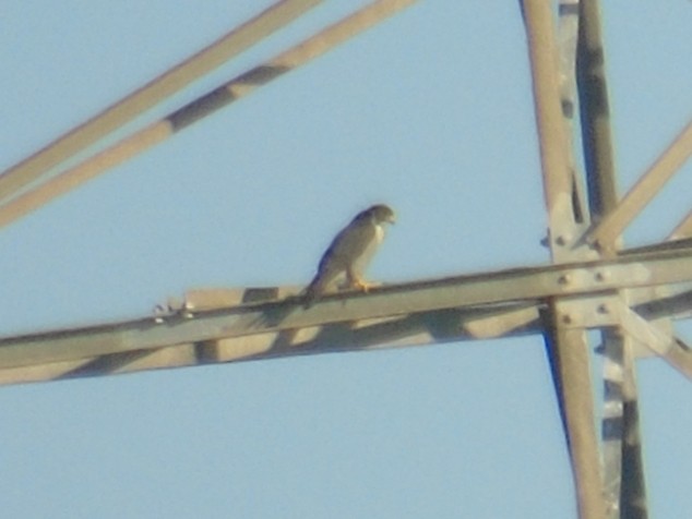 Peregrine Falcon - Otger Fortià Bonvehí