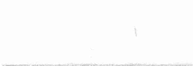Светлобрюхий фиби - ML614046621