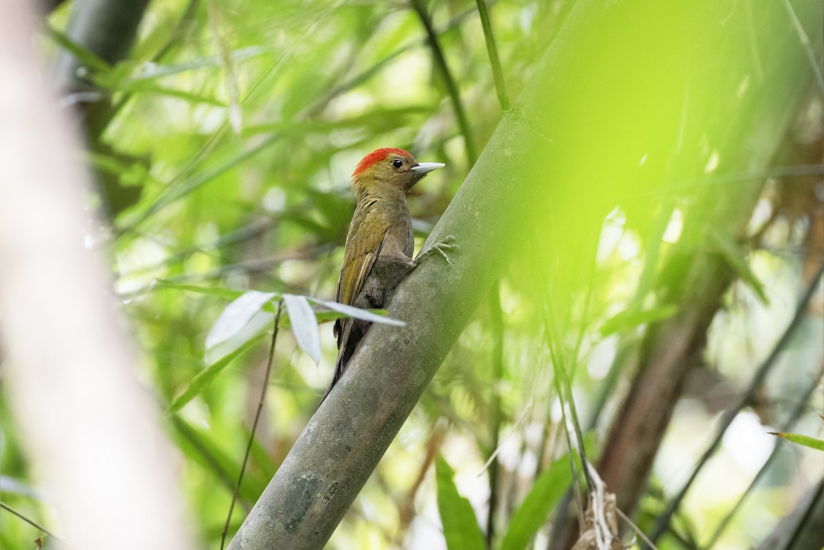 Bamboo Woodpecker - ML614047496
