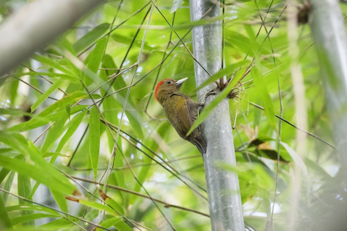 Bamboo Woodpecker - ML614047497