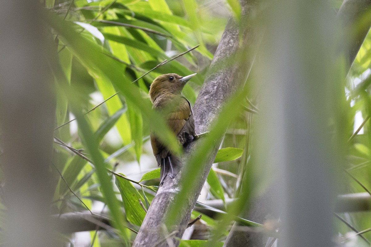 Bamboo Woodpecker - ML614047499