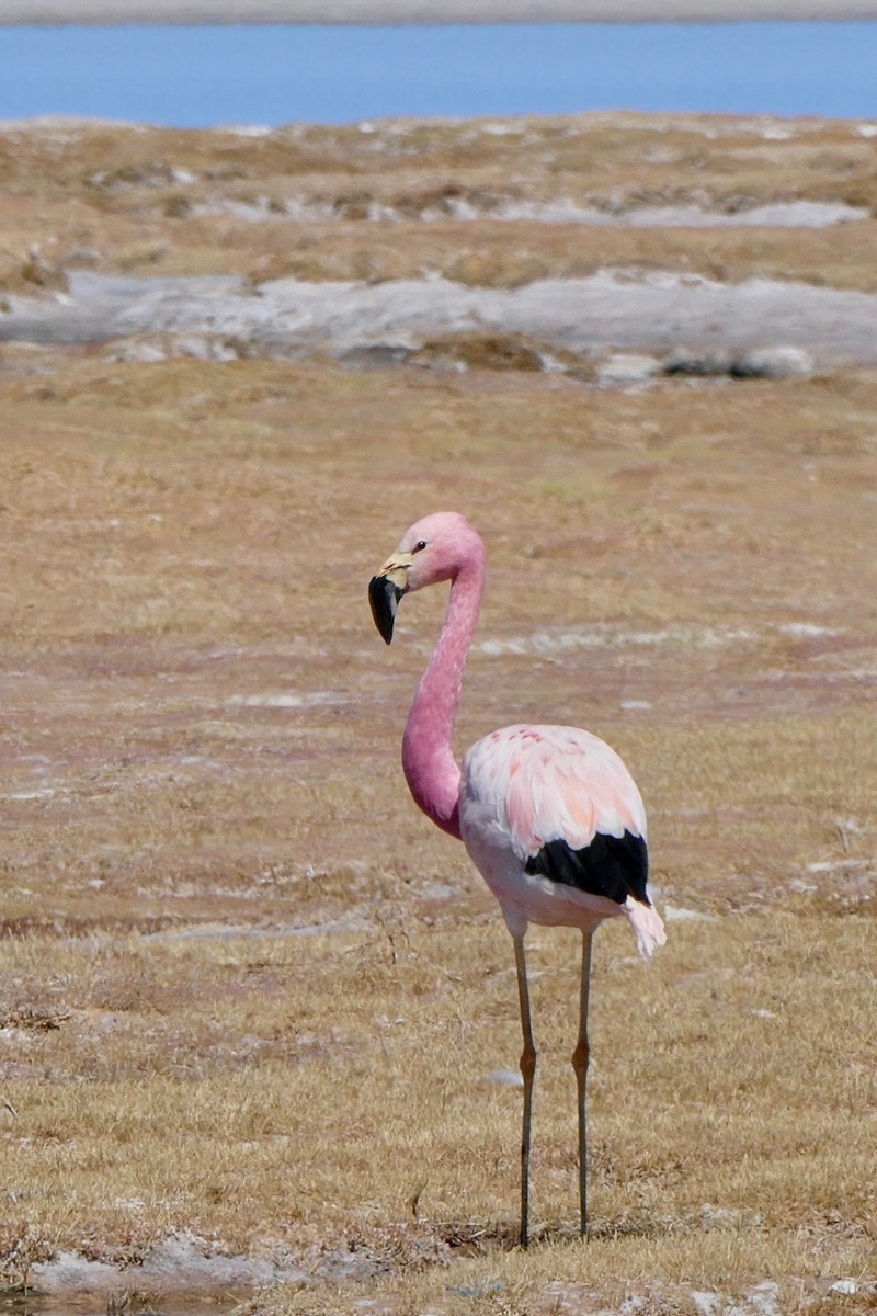 Andean Flamingo - ML614048377