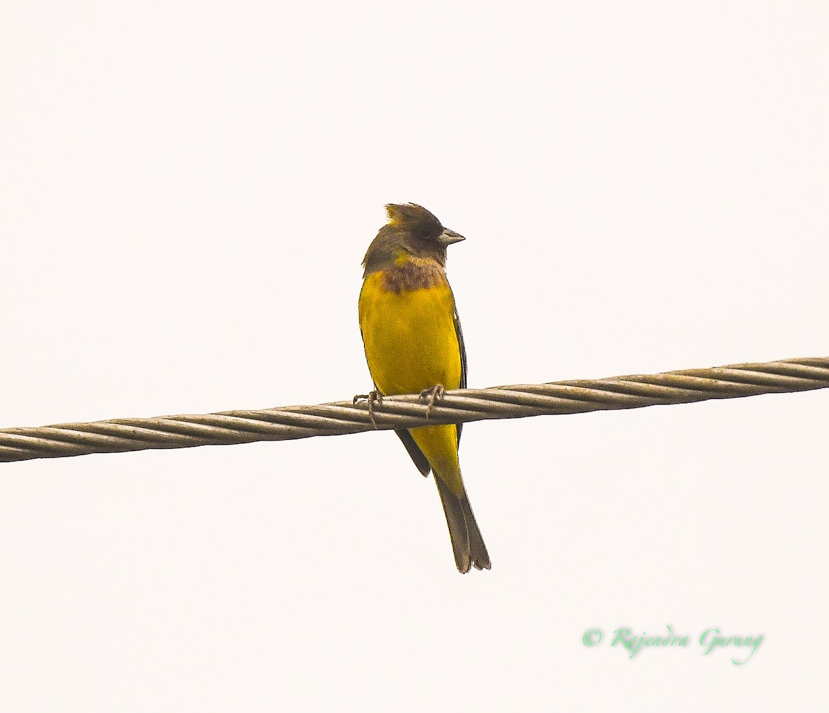 Red-headed Bunting - ML614048499