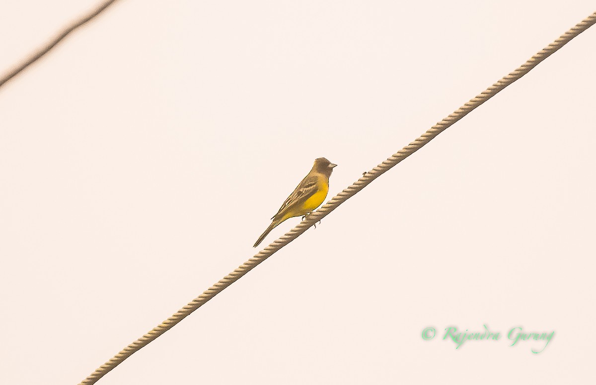 Red-headed Bunting - ML614048500