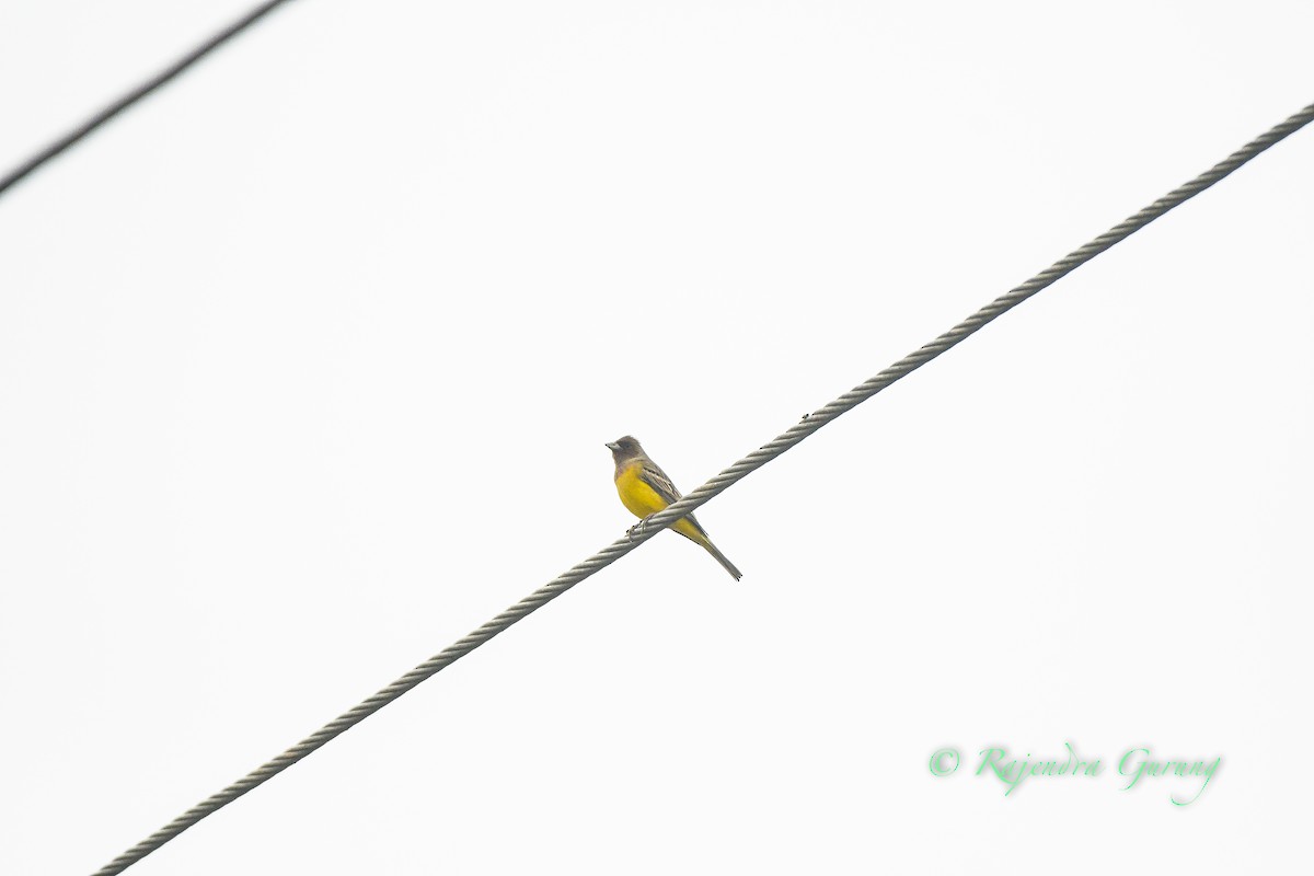 Red-headed Bunting - ML614048502