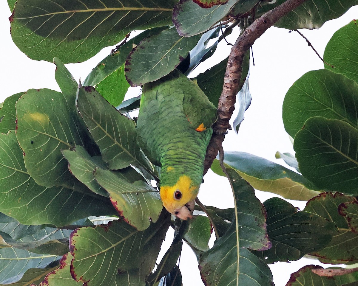Yellow-shouldered Parrot - ML614048551