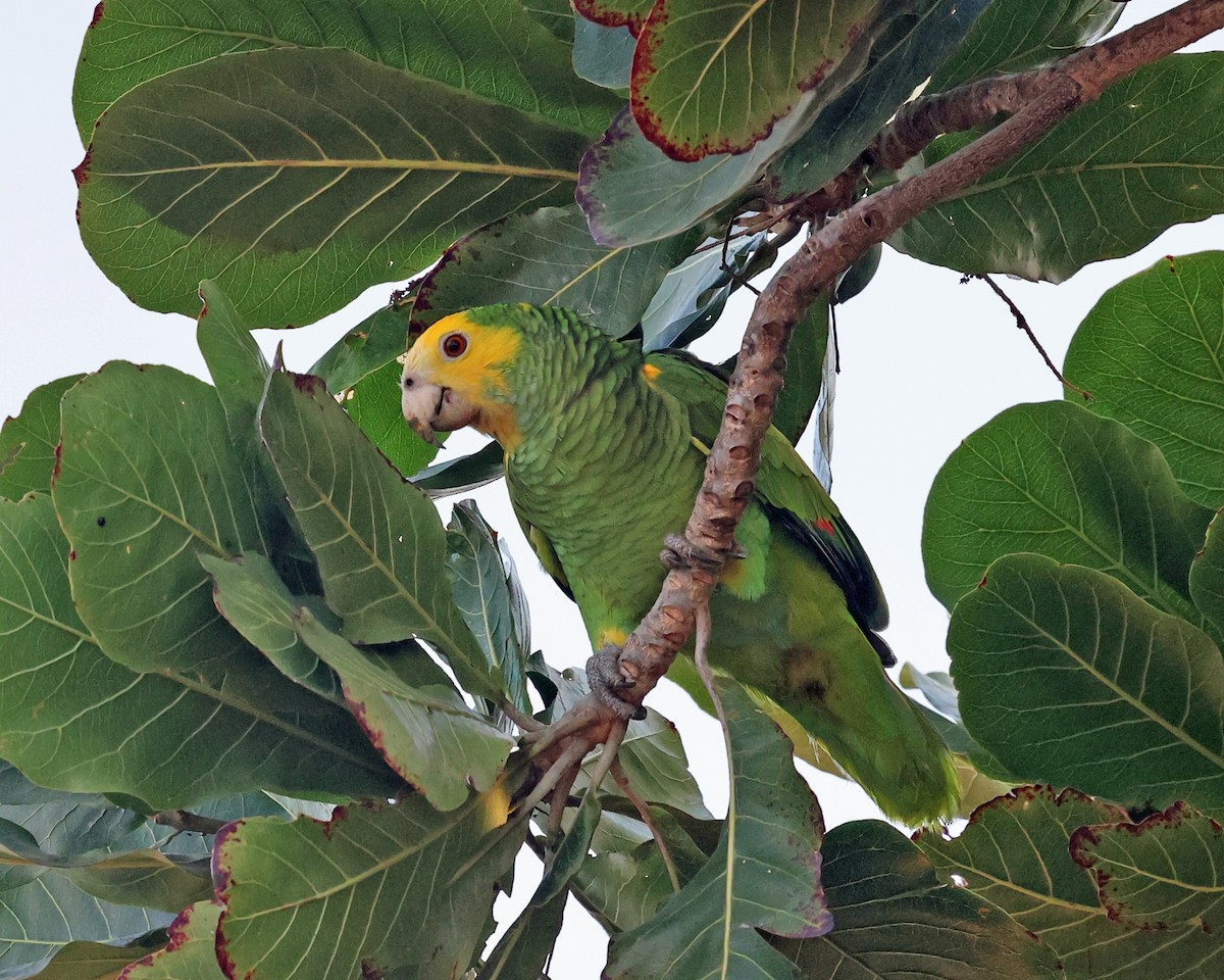 Yellow-shouldered Parrot - ML614048557