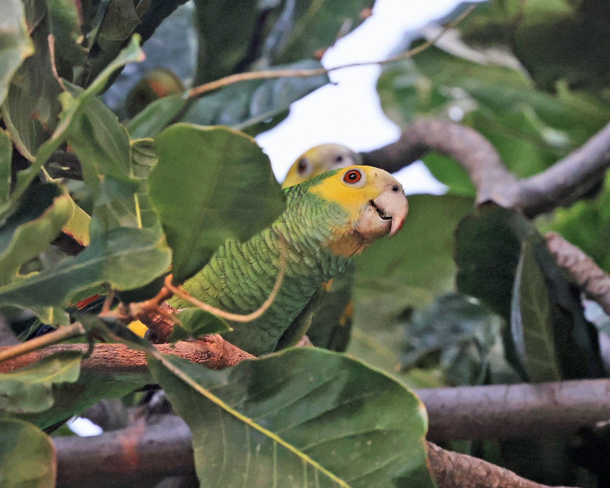Yellow-shouldered Parrot - ML614048562