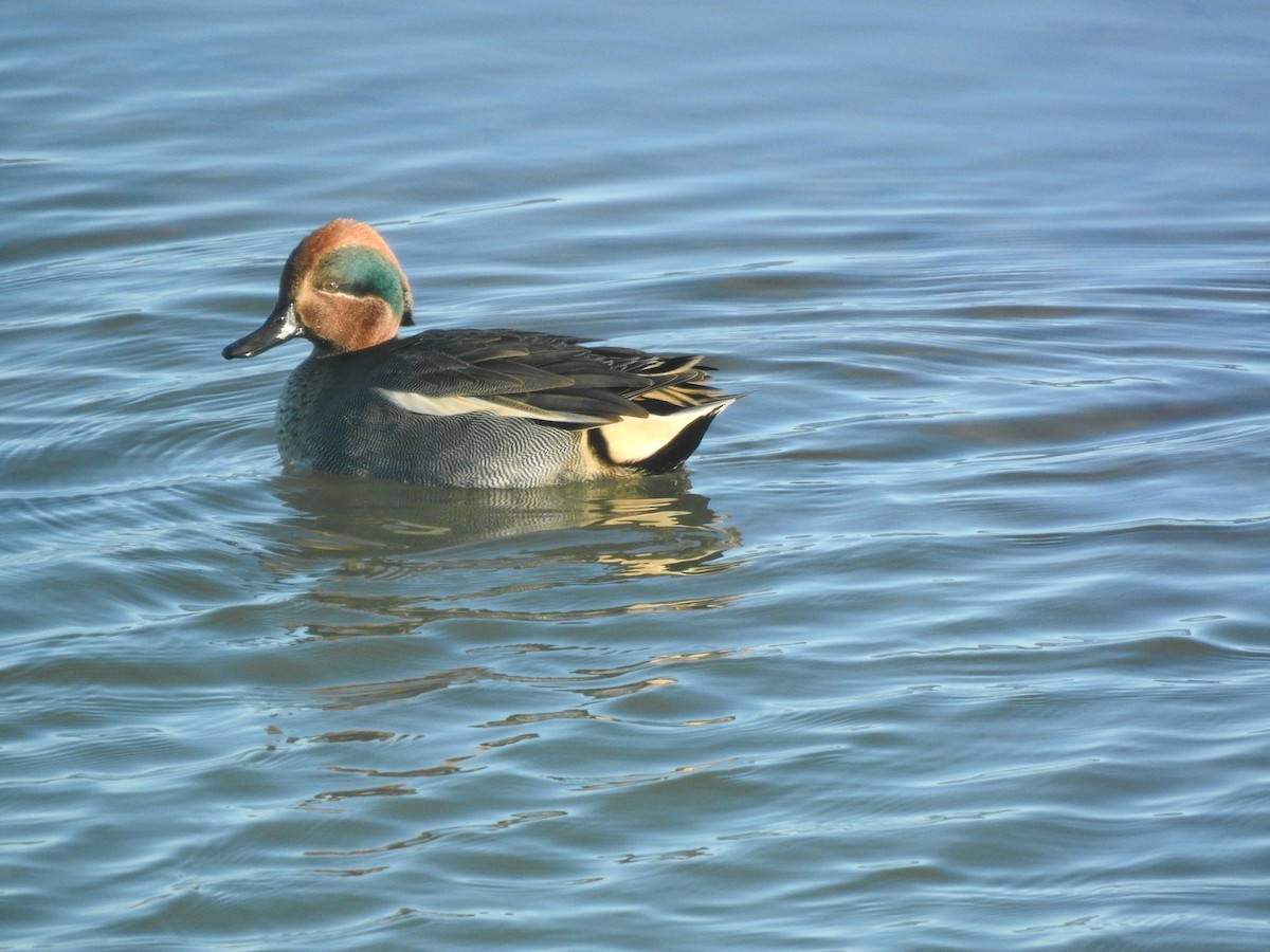 Green-winged Teal - ML614048705