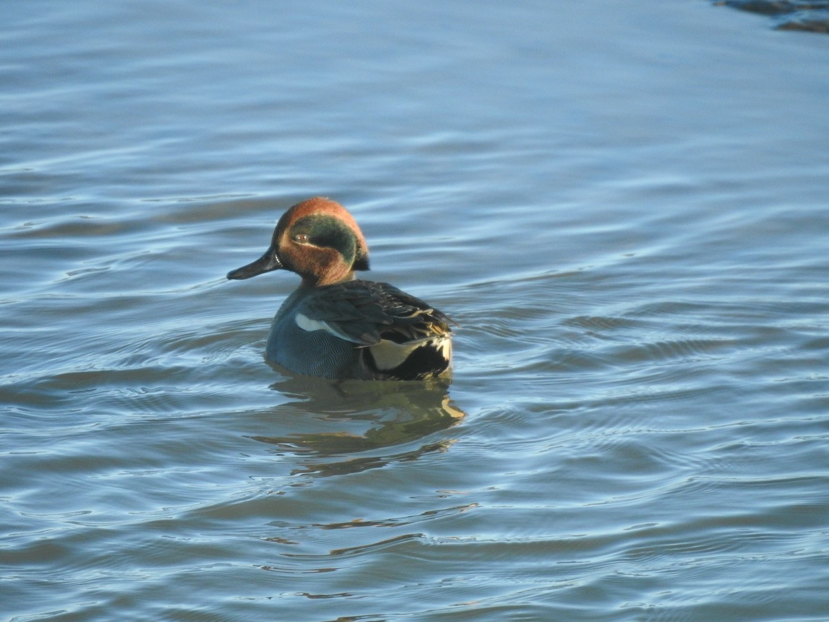 Green-winged Teal - ML614048710
