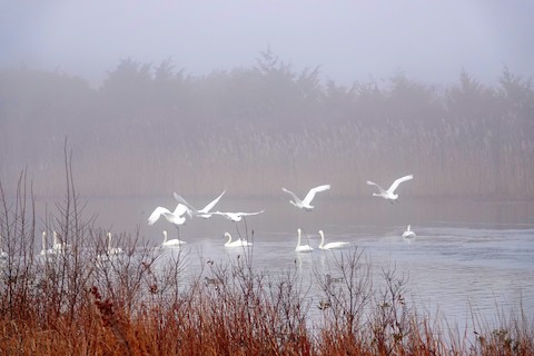 Tundra Swan - Kathleen Horn