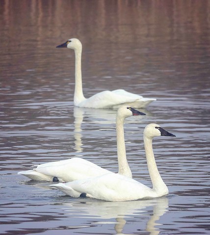 Tundra Swan - Kathleen Horn