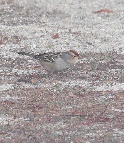 White-crowned Sparrow - Kathleen Horn