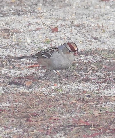 White-crowned Sparrow - Kathleen Horn