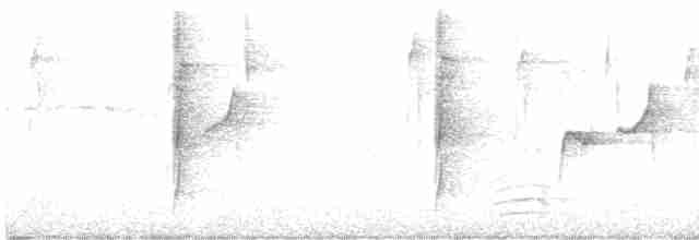 Çizgili Büyük Tiran (solitarius) - ML614048985