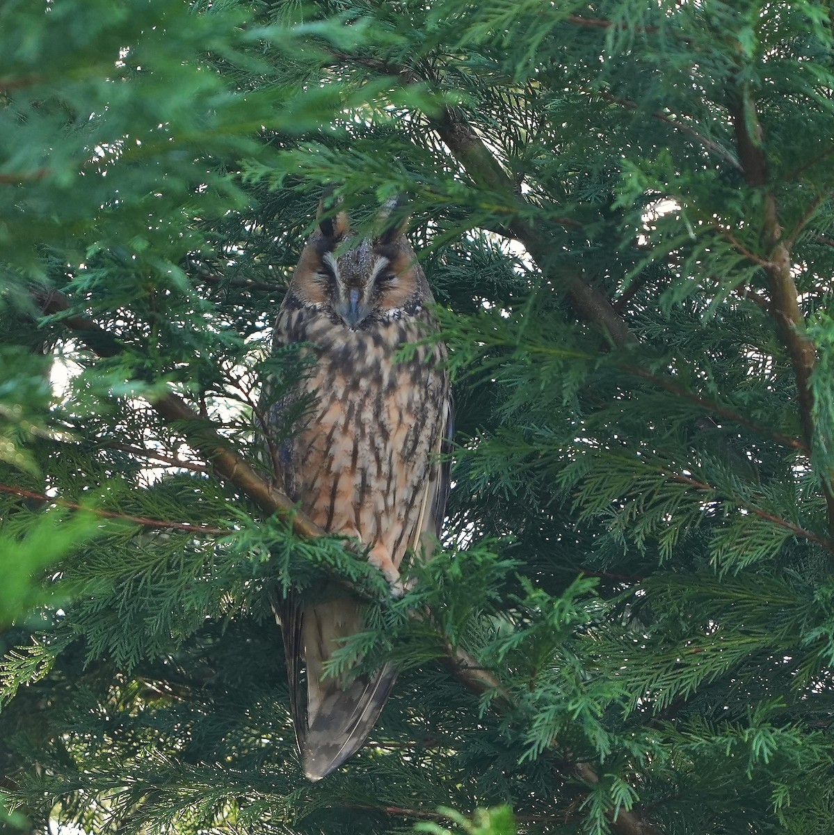 Long-eared Owl - ML614049029