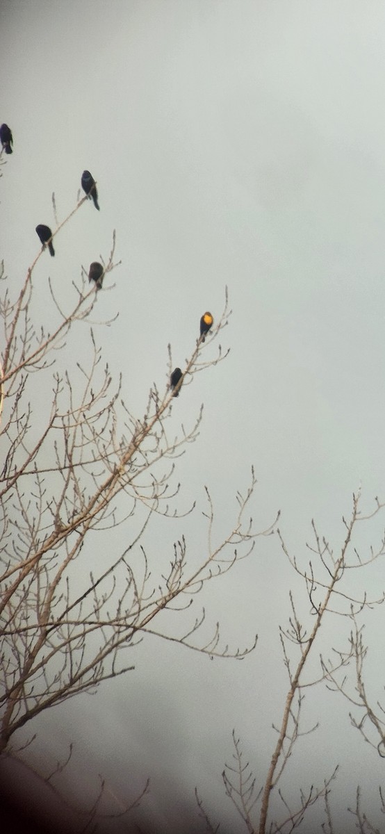 Yellow-headed Blackbird - ML614049249