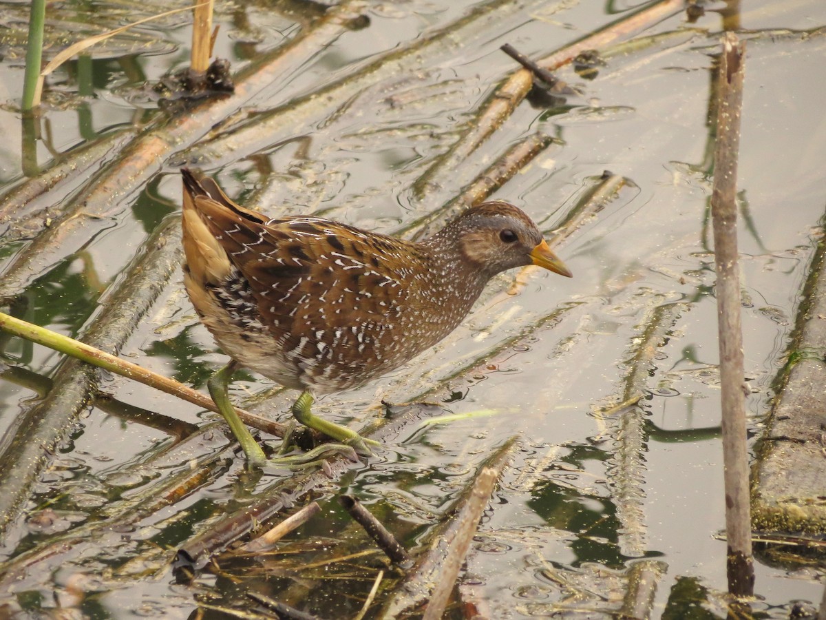 Spotted Crake - ML614049276