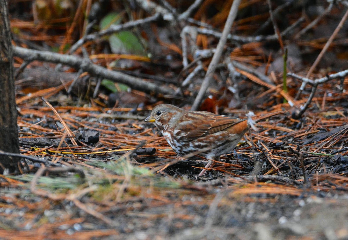 EBird Checklist 27 Jan 2024 My House 10 Species   1200