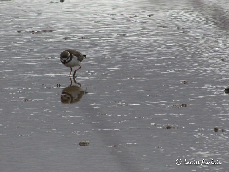 Semipalmated Plover - ML61404961