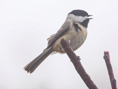 Carolina Chickadee - Roger Horn