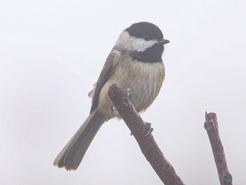 Carolina Chickadee - Roger Horn