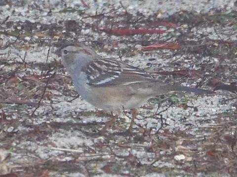 White-crowned Sparrow - Roger Horn