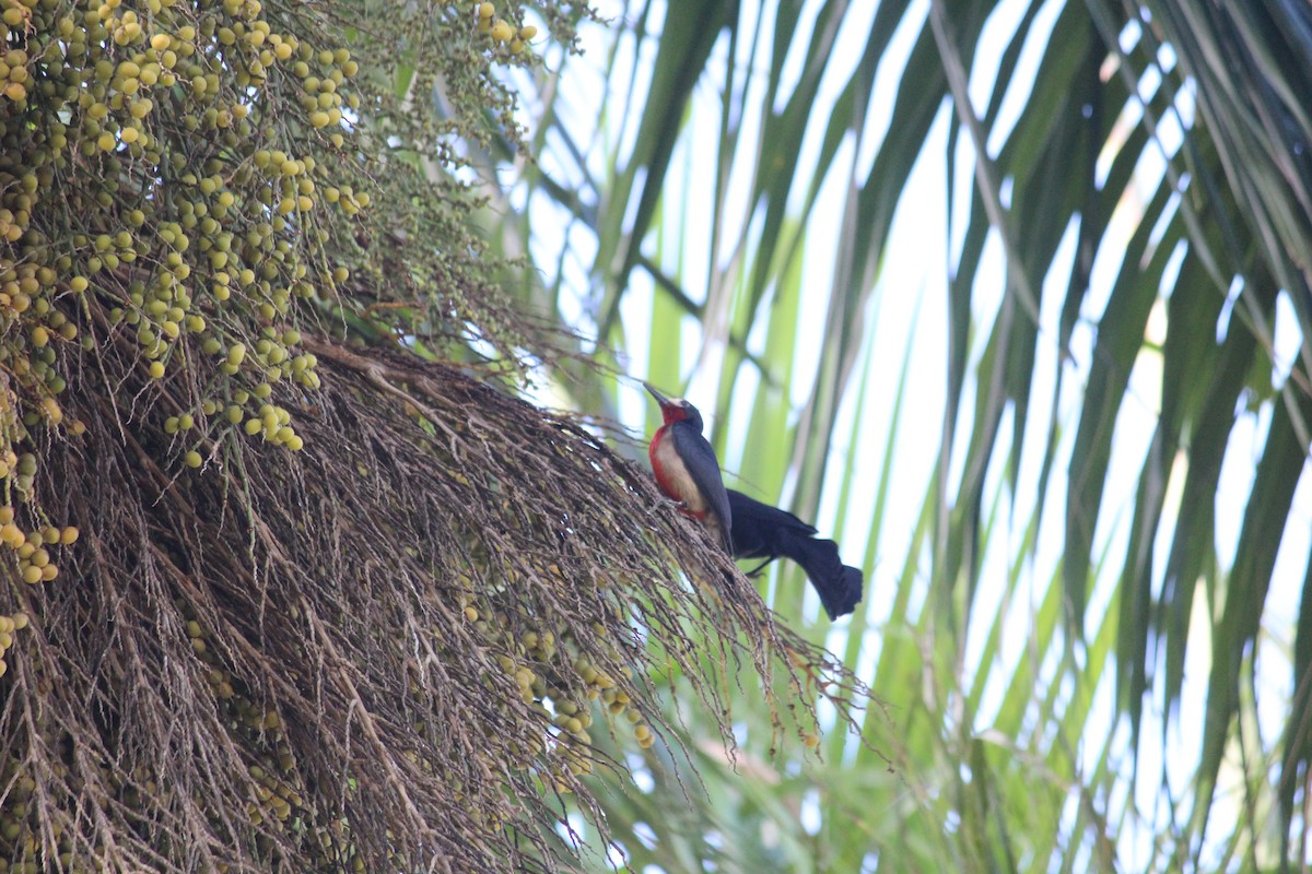 Puerto Rican Woodpecker - ML614050123