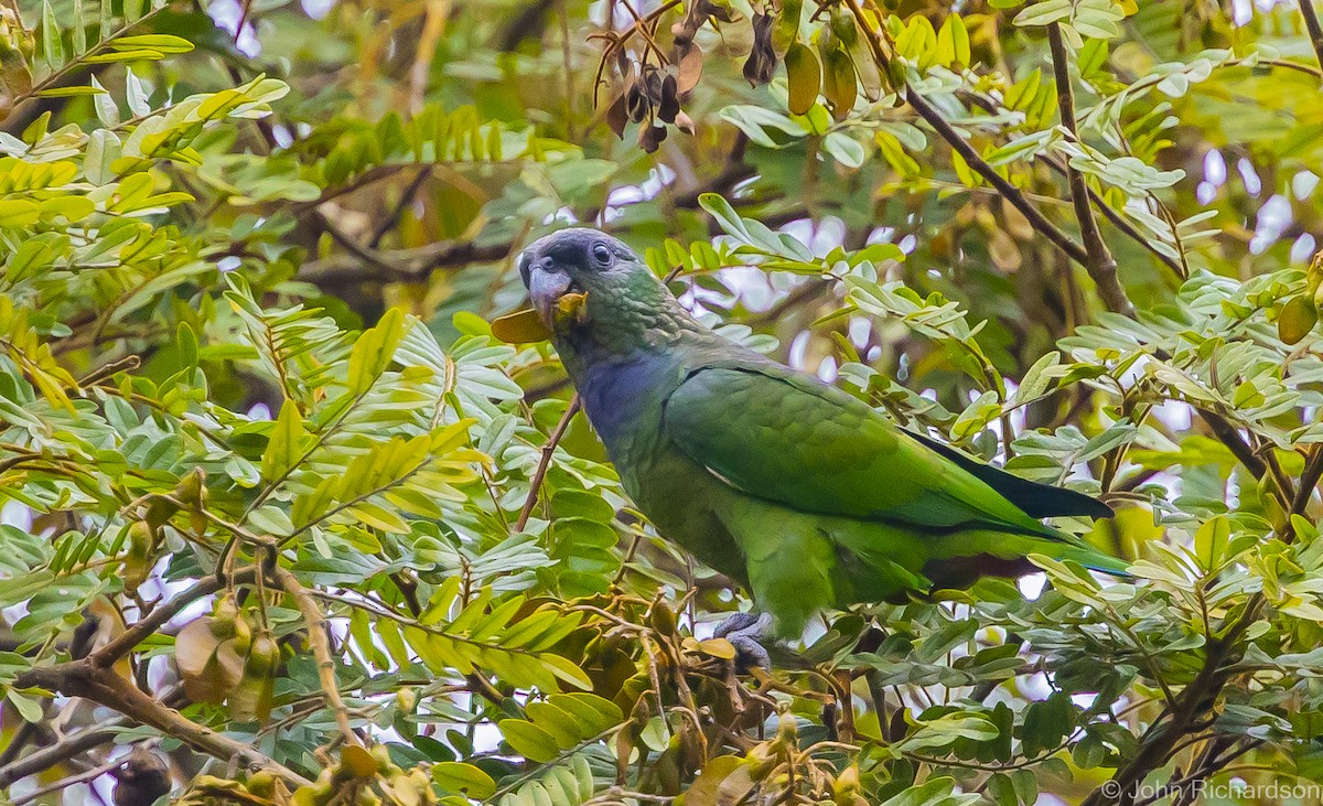 Scaly-headed Parrot - ML614050178
