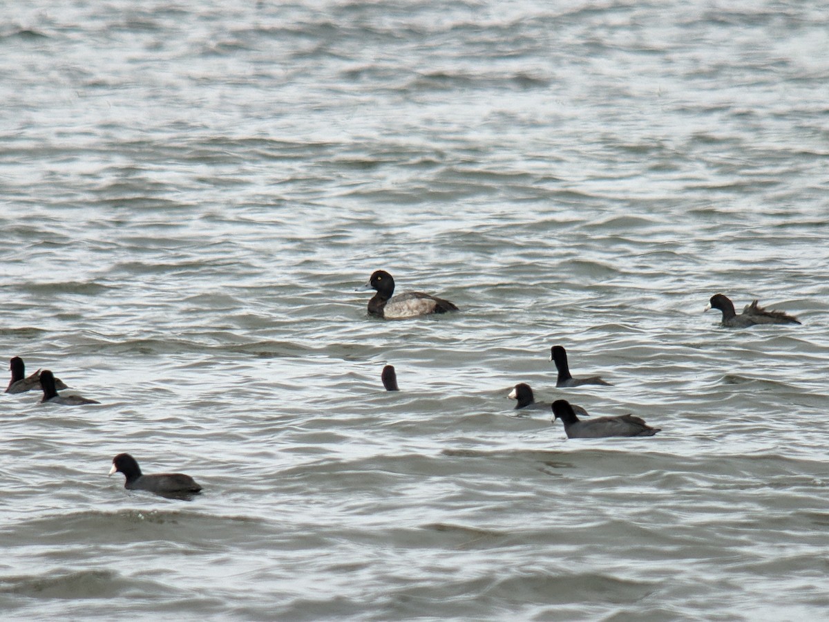 Greater Scaup - ML614050329
