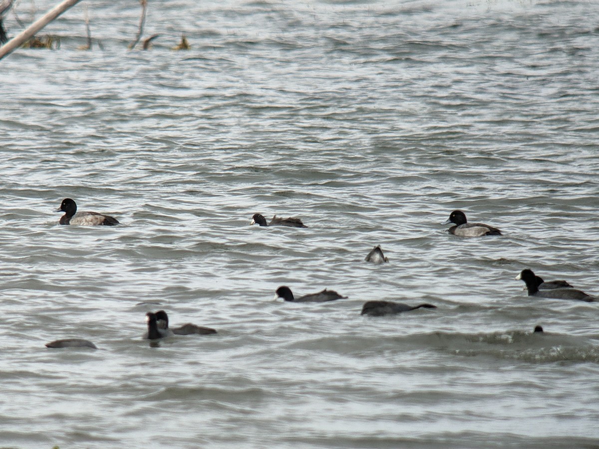 Greater Scaup - ML614050330