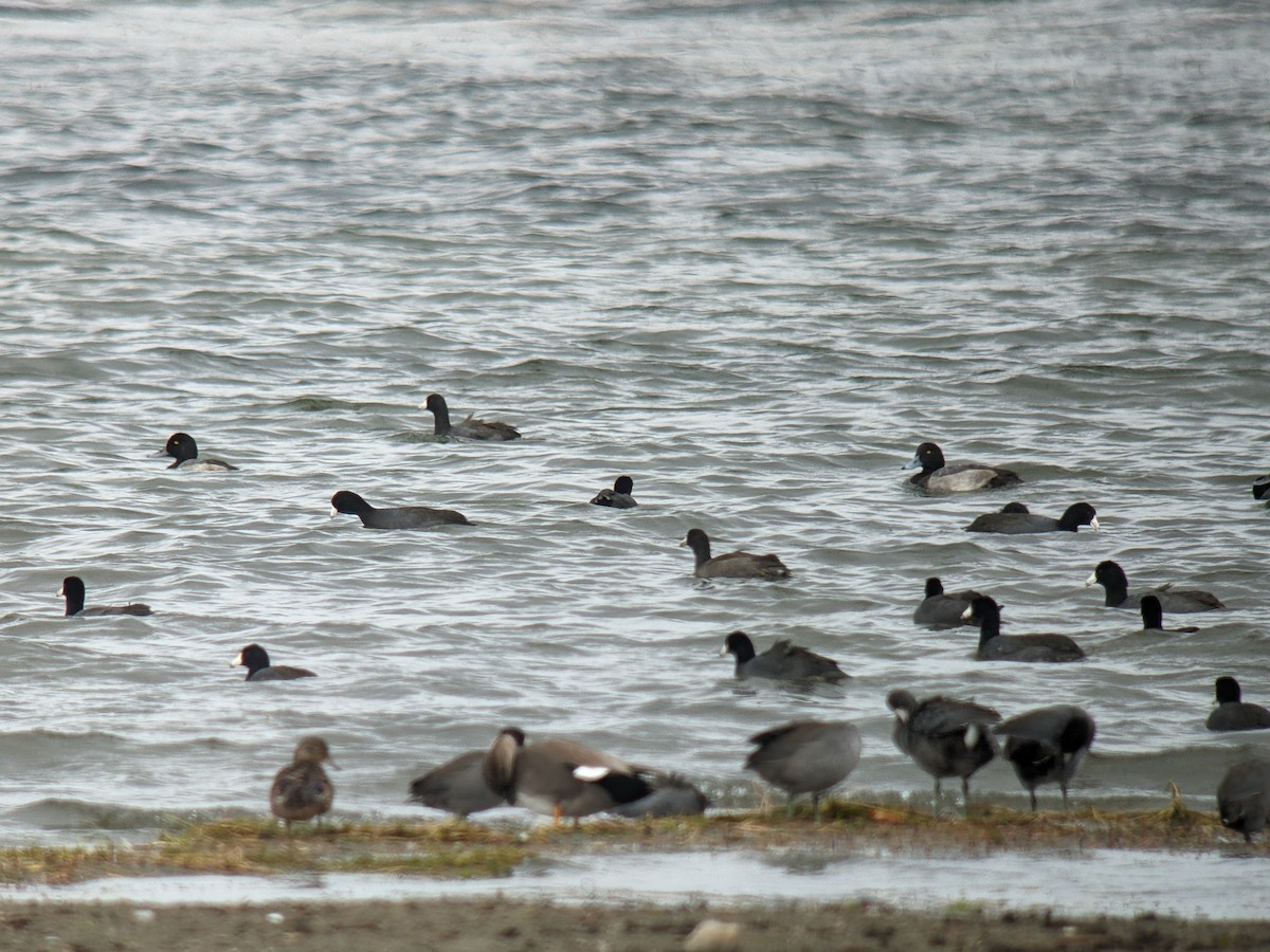 Greater Scaup - ML614050331