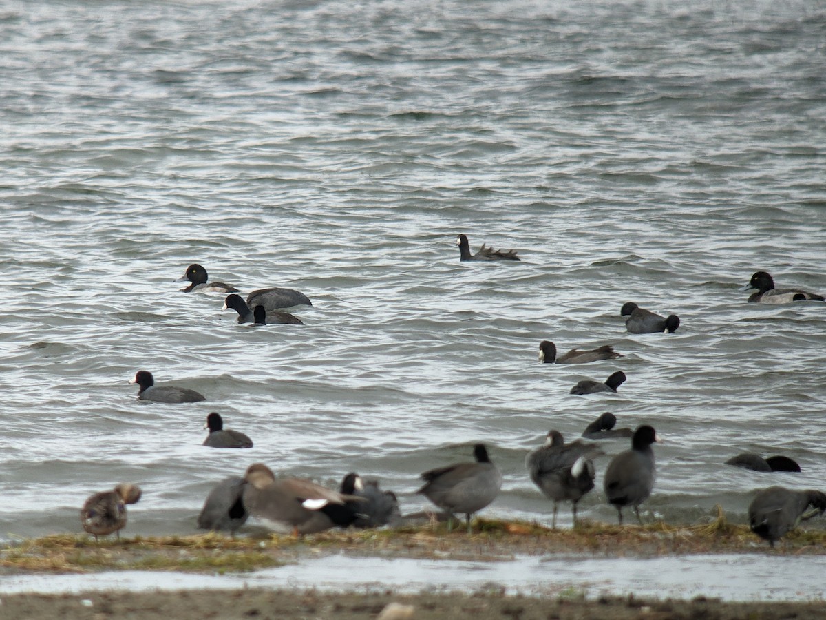 Greater Scaup - ML614050332