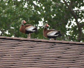Black-bellied Whistling-Duck, ML61405051