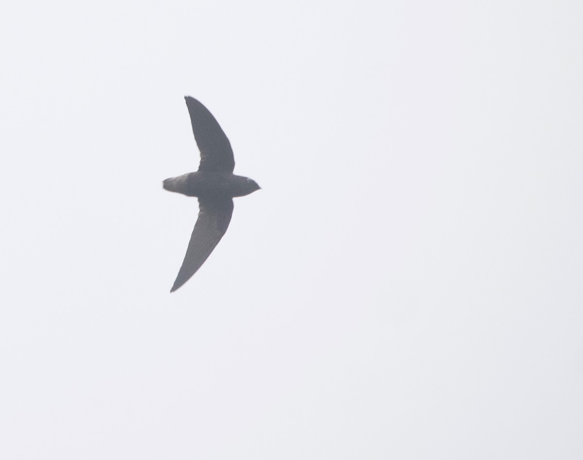 Short-tailed Swift (Short-tailed) - Gautam Apte