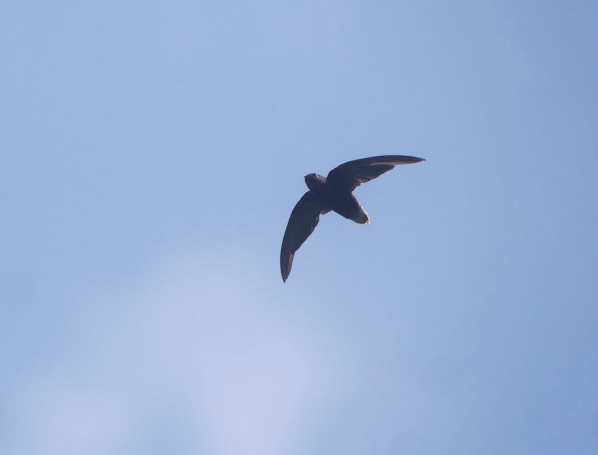 Short-tailed Swift (Short-tailed) - ML614050537