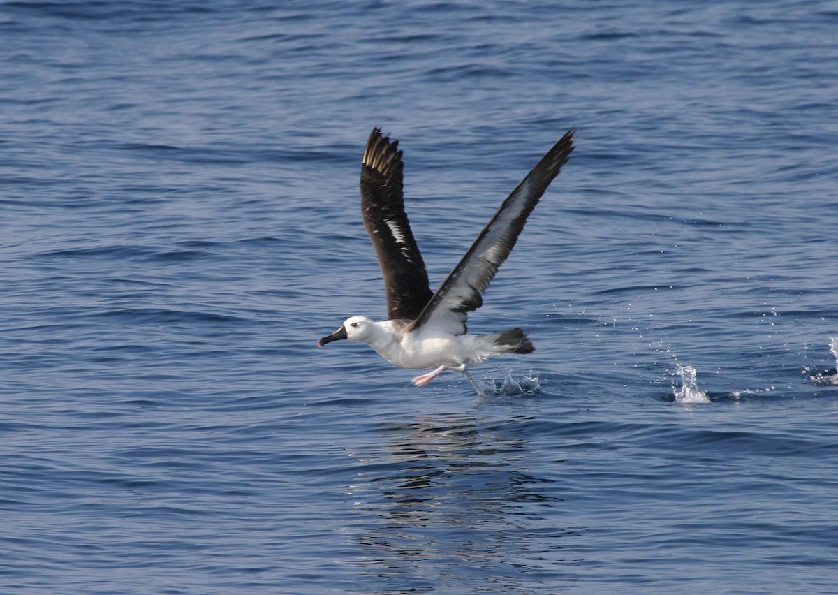albatros pestrozobý/Carterův - ML614050540