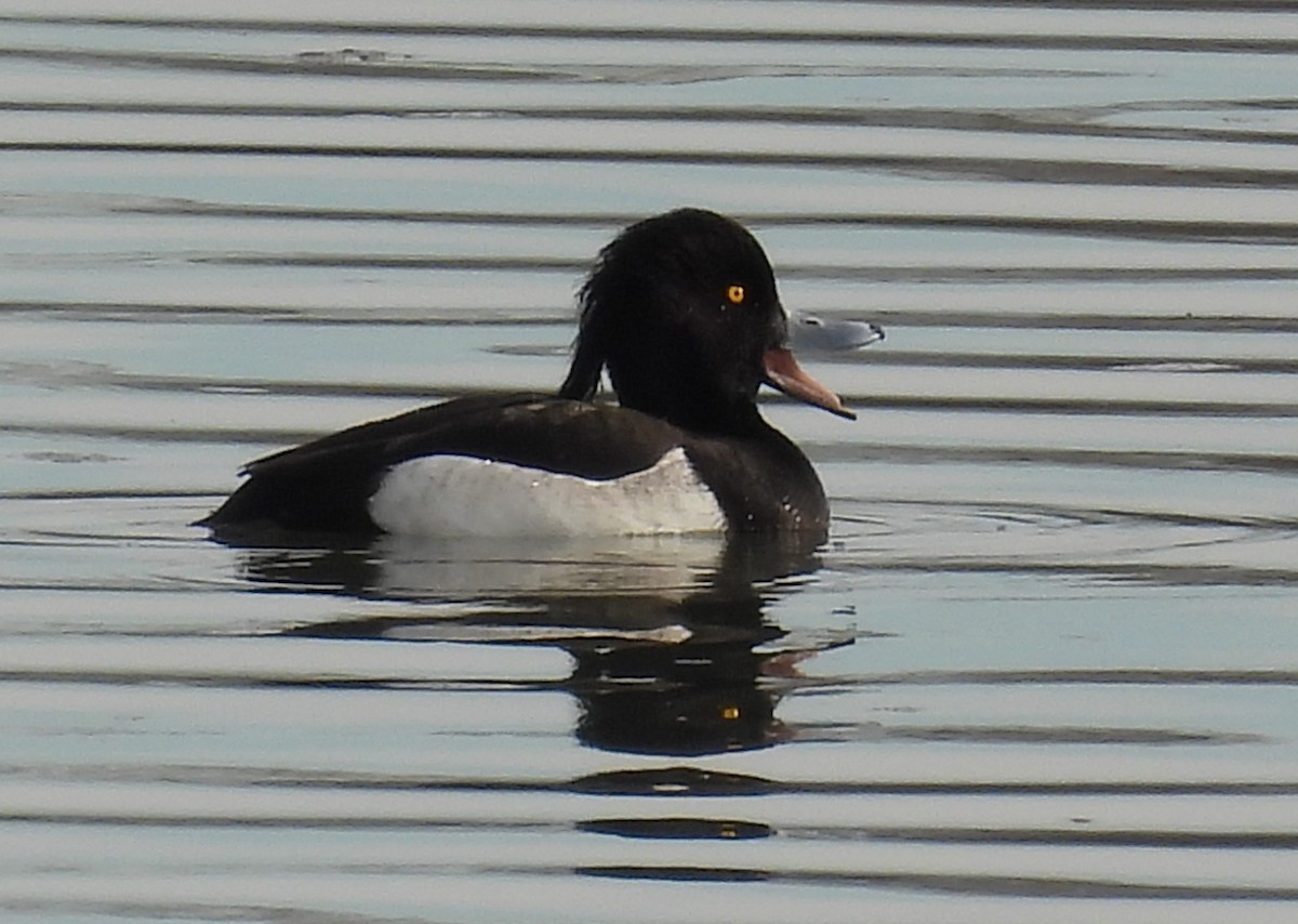 Tufted Duck - ML614050870