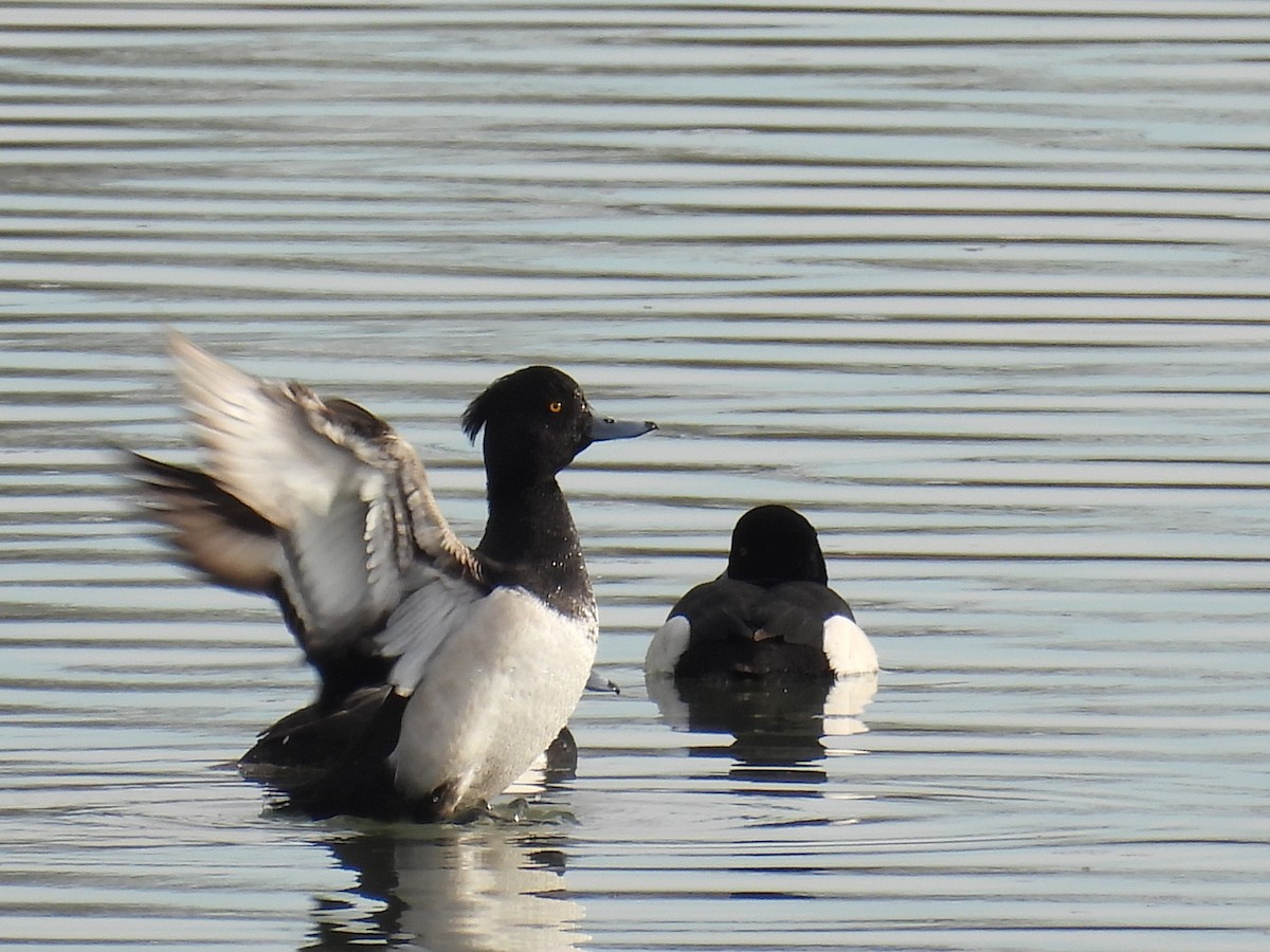 Tufted Duck - ML614050871