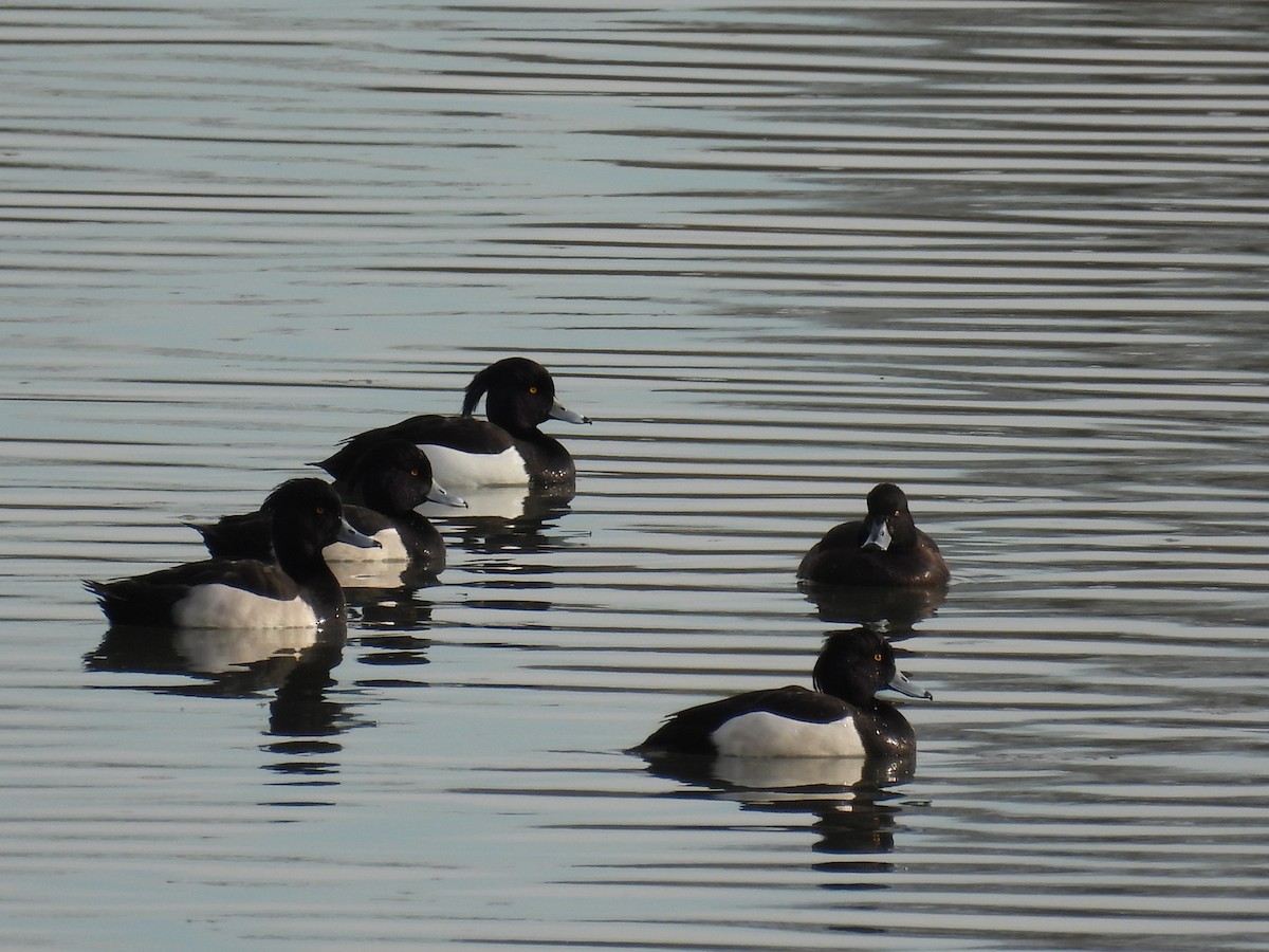 Tufted Duck - ML614050872