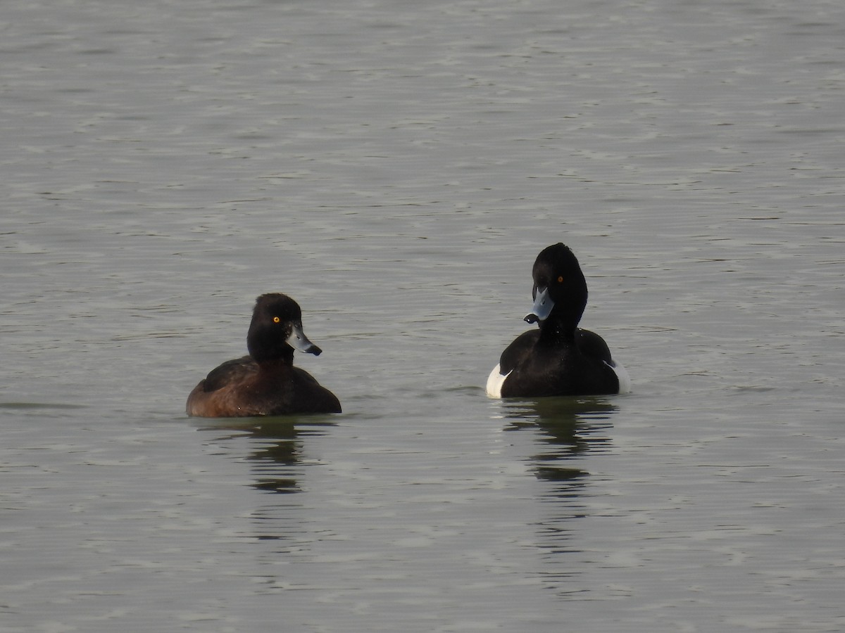 Tufted Duck - ML614050874