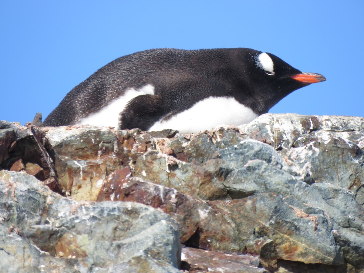 Gentoo Penguin - ML614050996